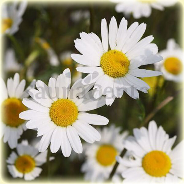 AROMATERAPIA